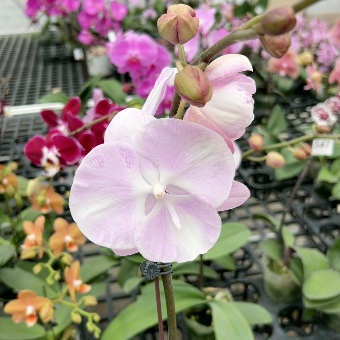 云朵3寸单剑,鲜花速递/花卉仿真/绿植园艺,绿植,淘宝优惠券,粉丝福利购,淘宝优惠卷