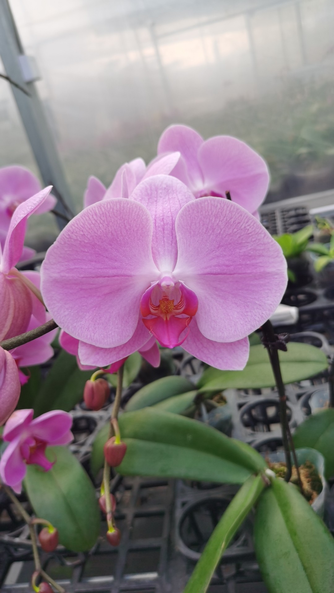 大花龙兰：3.5单剑粉冠军,鲜花速递/花卉仿真/绿植园艺,国兰/杂交兰/洋兰类,淘宝优惠券,粉丝福利购,淘宝优惠卷