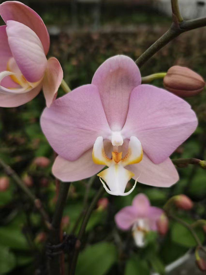 欧品：帕多瓦 2.8 寸杯 双剑开花,鲜花速递/花卉仿真/绿植园艺,国兰/杂交兰/洋兰类,淘宝优惠券,粉丝福利购,淘宝优惠卷