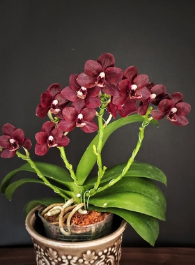 稀有品种:黑莓OX1659抽梗2.8寸苗