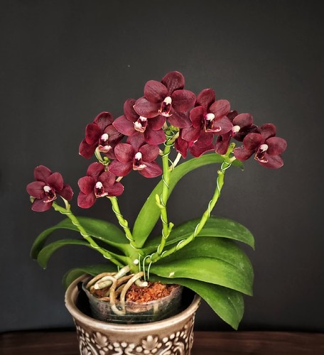 稀有品种:黑莓OX1659抽梗2.8寸苗