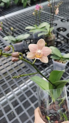 香味小花：1913 （桔子甜酒）湾苗 3.5 寸苗（刚升杯根系较少）