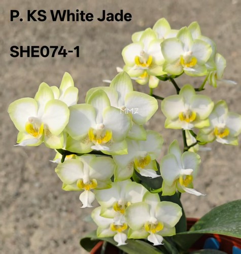 原生种蝴蝶兰白玉白翡翠双花剑