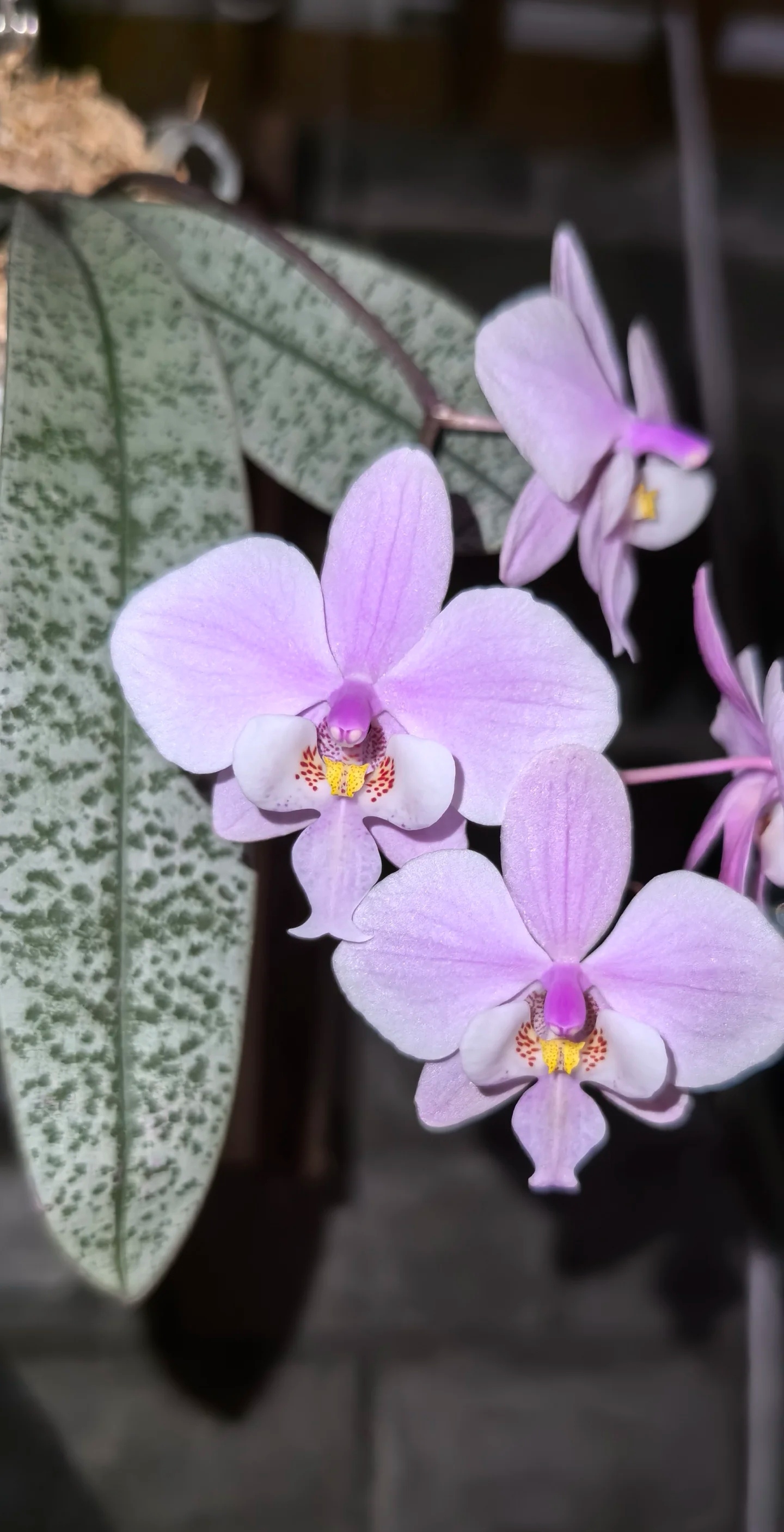 BT-A333虎斑银叶轻柔花色西蕾利4寸花剑带高芽，带大树官方标签