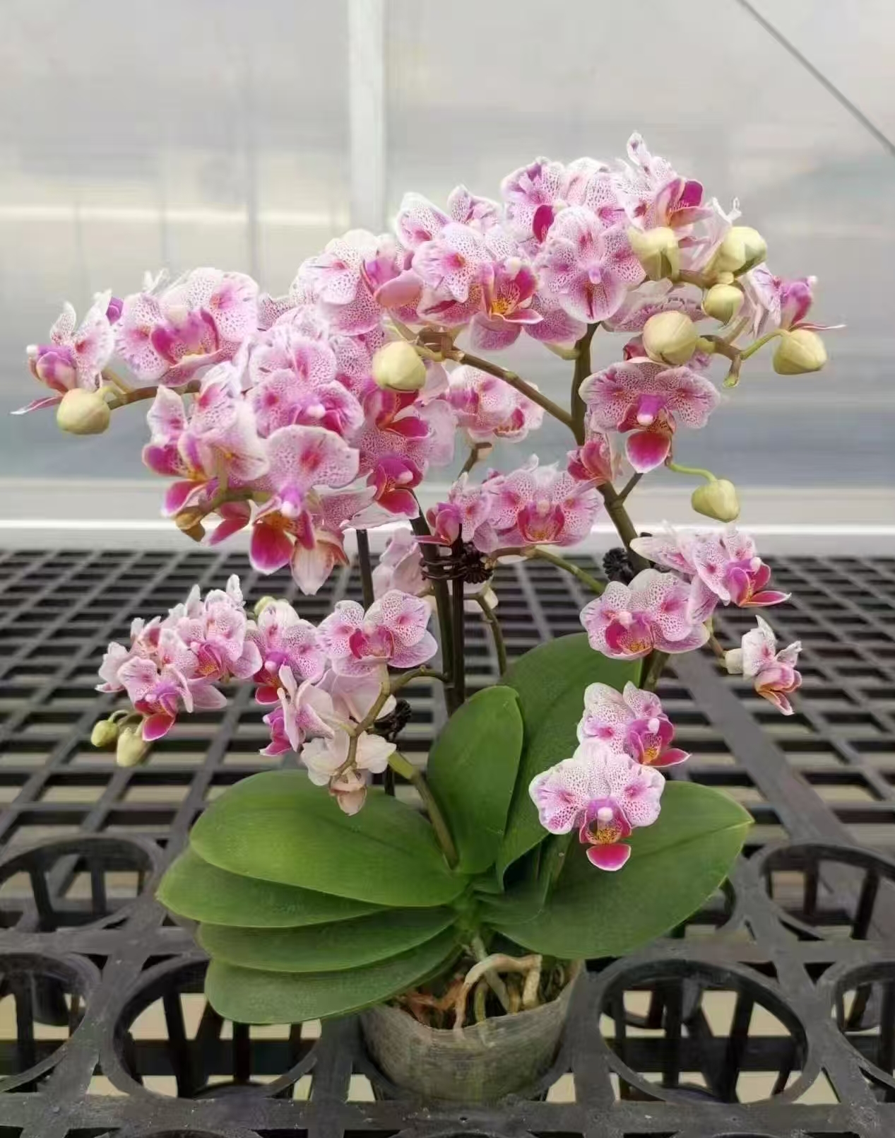 小花型：爆米花（两眼）2.8寸抽梗苗~有返祖几率（根少）