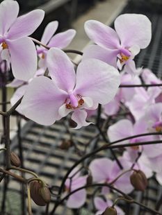 3.0单剑 奎松交银叶西蕾利开花或花苞