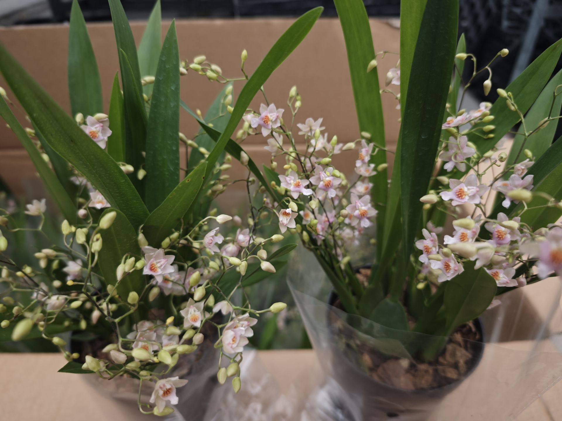 浓香：梦香兰（满天星）多剑,鲜花速递/花卉仿真/绿植园艺,国兰/杂交兰/洋兰类,淘宝优惠券,粉丝福利购,淘宝优惠卷