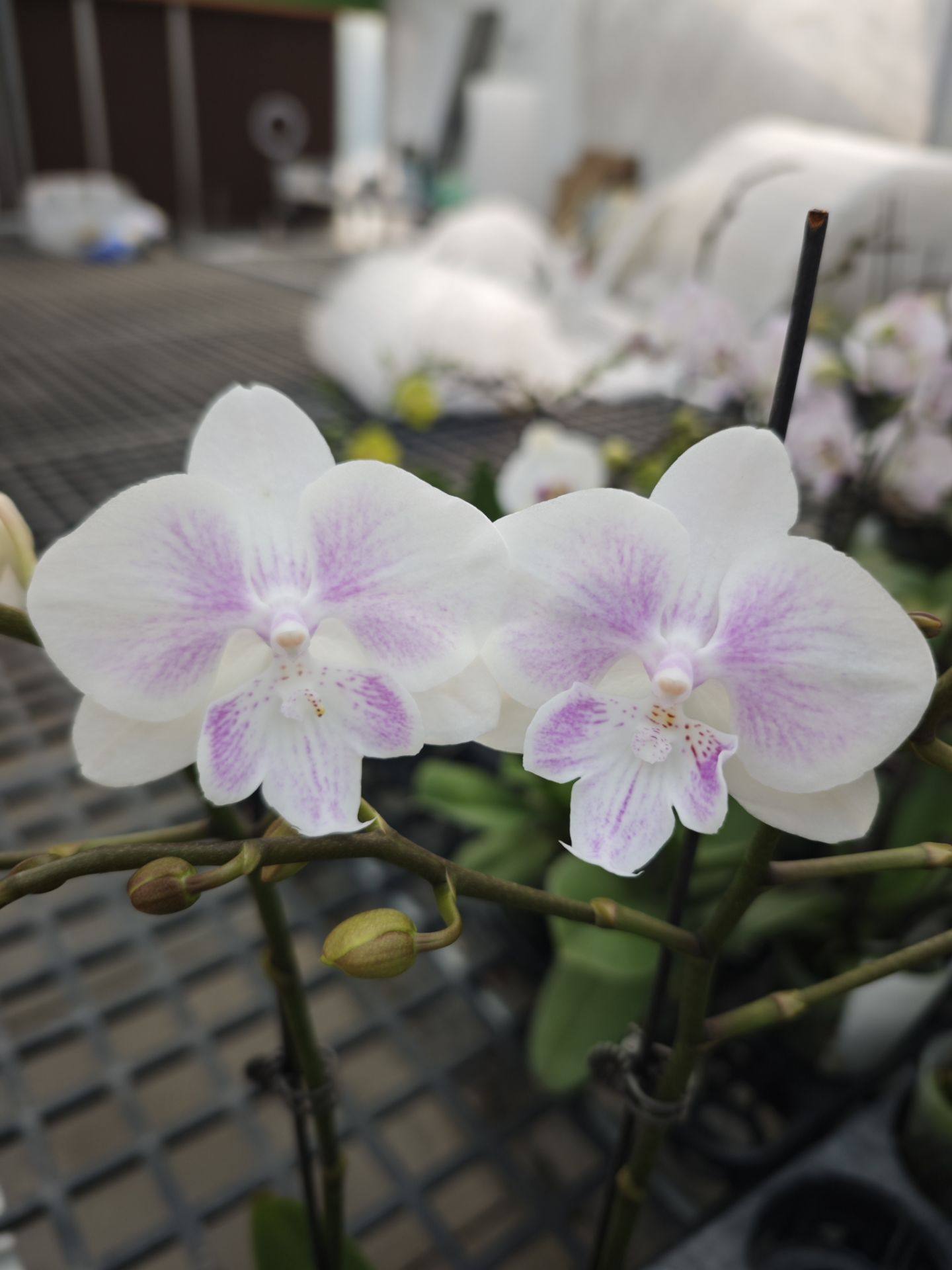 新款丰花品：3.5寸杯 双剑棉花兔开花或花苞,鲜花速递/花卉仿真/绿植园艺,国兰/杂交兰/洋兰类,淘宝优惠券,粉丝福利购,淘宝优惠卷