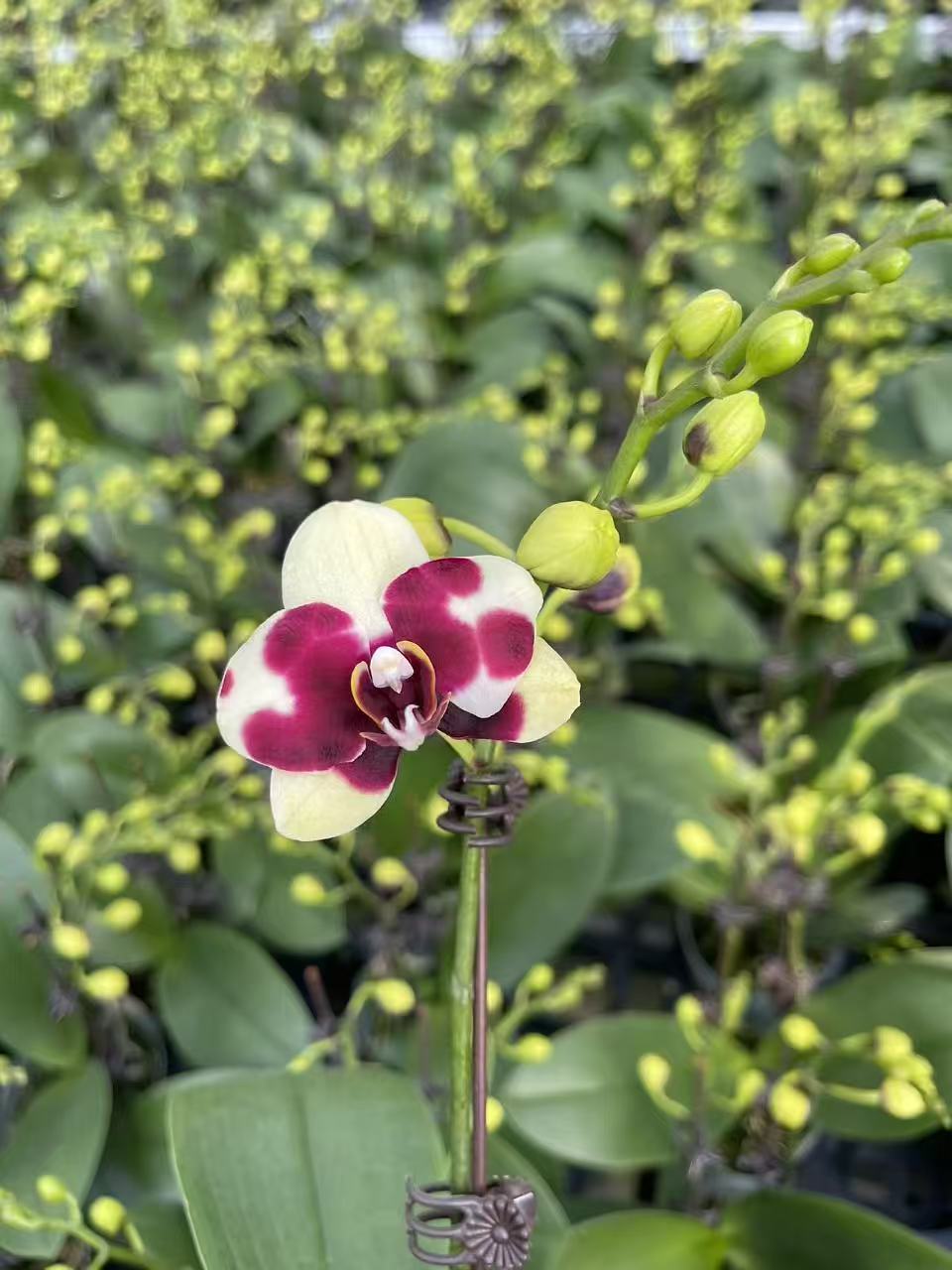 新品:卡塔尼亚2.8双剑开花或者花苞