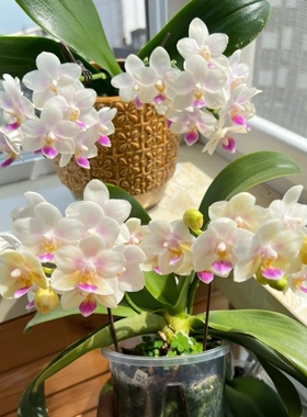 稀有新品带香：SWR 雪花2.8寸杯花苞