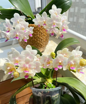 稀有新品带香：SWR 雪花2.8寸杯抽梗苗苗