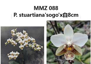 刚升3.0 MMZ088苗苗1.7寸杯