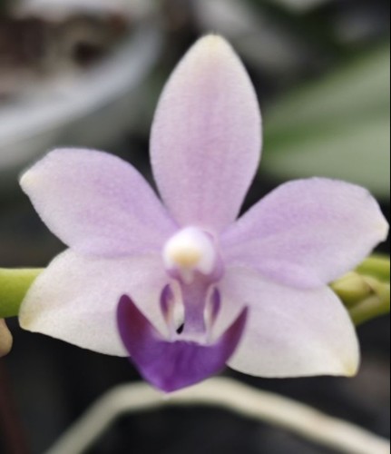 原生趣味蝴蝶兰：小茴紫 3.5 单剑抽梗~刚升杯根少