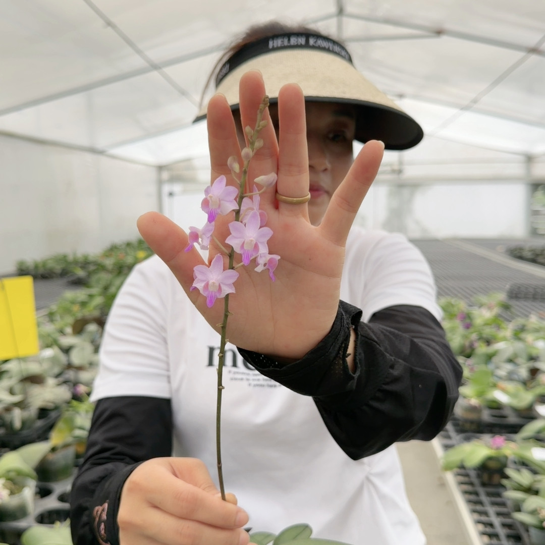 913朵丽蝶粉色