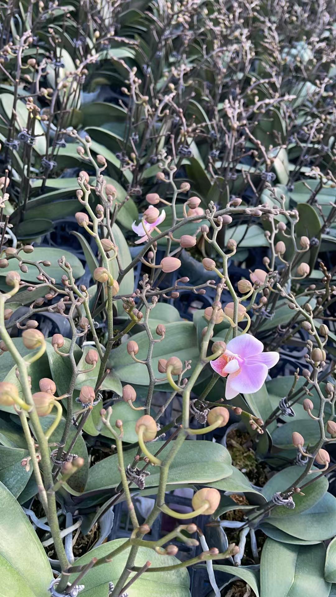 新品:小水瓶座3寸双剑花苞株