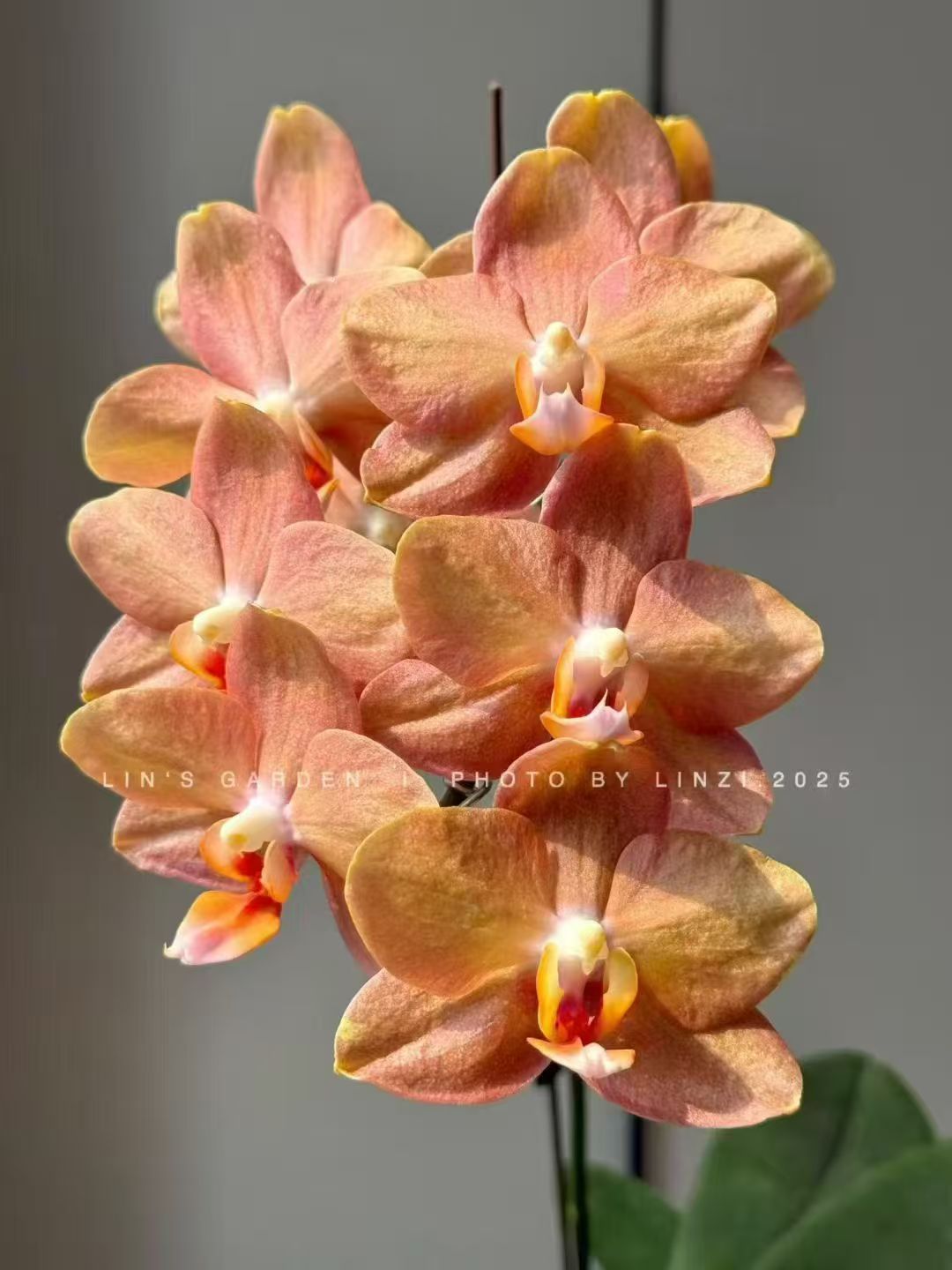 新品：威斯康星2.8寸杯抽梗苗