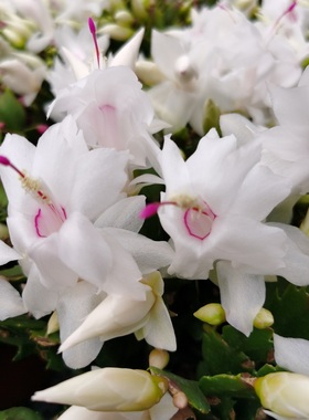 进口雷神蟹爪兰白色凯西利亚大盆栽阳台花卉多年生多肉植物莱妮家