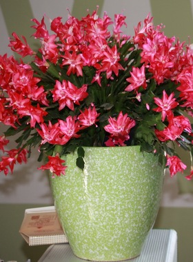 进口蟹爪兰带花苞雷神系杰西卡红色阳台花卉室内多肉多年生莱妮家