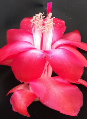 蟹爪兰盆栽进口雷神系杰明红色室内阳台花卉多年生大叶品种莱妮家