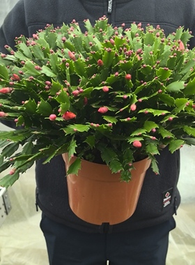 进口蟹爪兰盆栽老桩雷神系原盆阳台花卉室内多肉植物多年生莱妮家