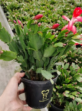 进口蟹爪兰带花苞阳台花卉室内多肉植物多年生好养活健壮苗莱妮家