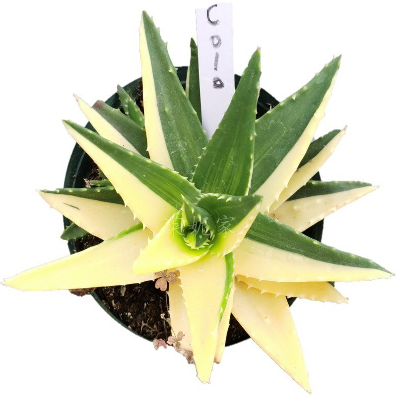 金边芦荟锦多肉阳台植物趣味网红绿植四季好养一物一拍包邮莱妮家