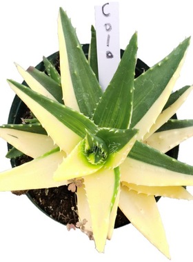 金边芦荟锦多肉阳台植物趣味网红绿植四季好养一物一拍包邮莱妮家