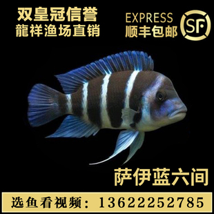 坦湖慈鲷三湖布隆迪六间野生萨伊蓝六间曼波蓝鹅头六间活体鱼包邮