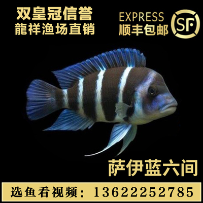 三湖布隆迪六间萨伊蓝慈鲷包邮