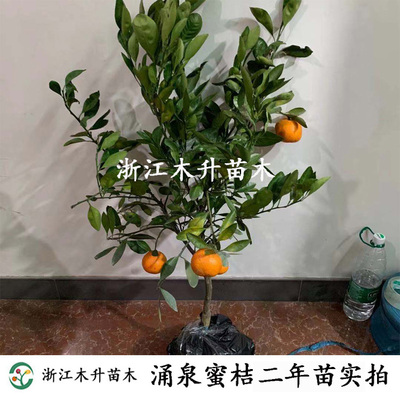 涌泉浙江无核早熟橘子果树苗木