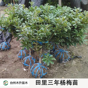 田里杨梅苗3年东魁浙江原产地发货带土黑炭乒乓球大仙居杨梅树苗
