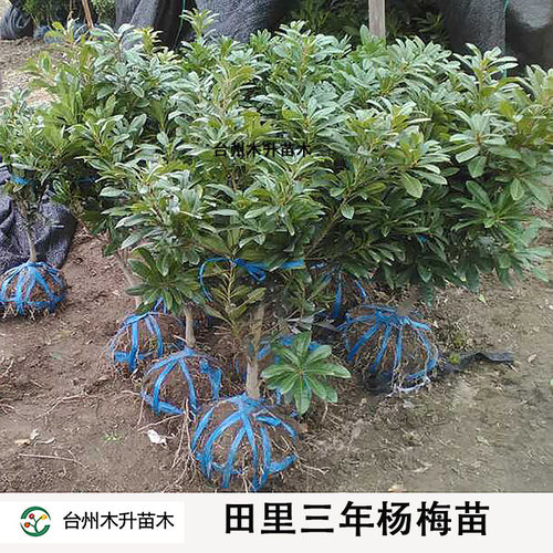 原产地发货东魁仙居杨梅苗庭院种