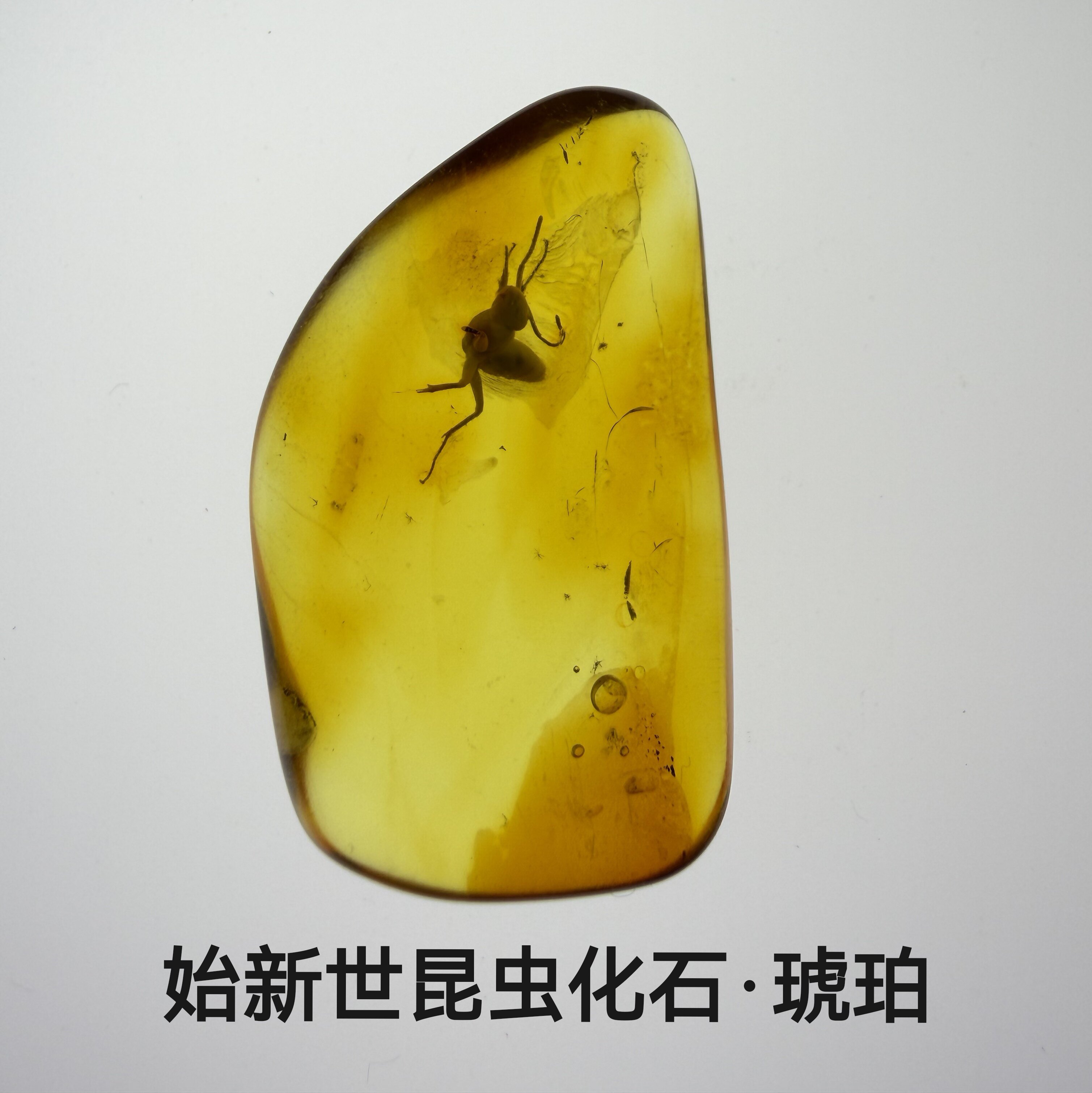天然昆虫琥珀化石虫珀灵珀科教素材爬虫飞虫收藏爱好2克以内