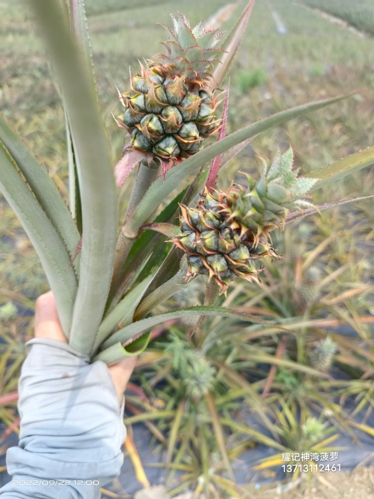迷你小小菠萝结婚用的胸花手捧花插花水培装饰指拇凤梨寓意喜欢你