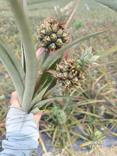 迷你小小菠萝结婚用的胸花手捧花插花水培装饰指拇凤梨寓意喜欢你