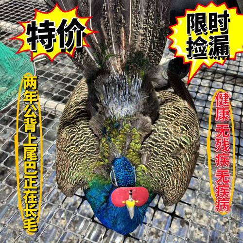 蓝孔雀背上尾巴缺毛 捡漏性价比高