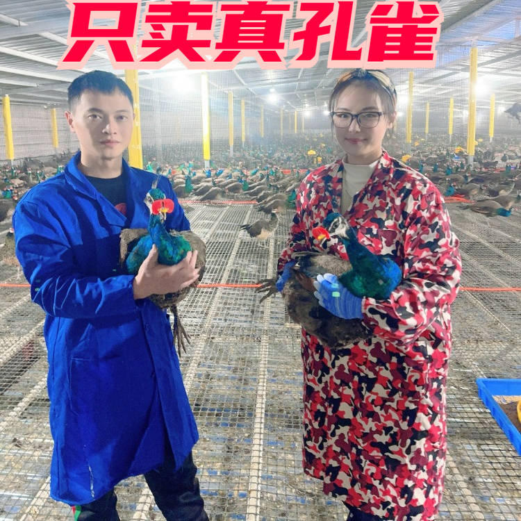 观赏孔雀全国发货养殖