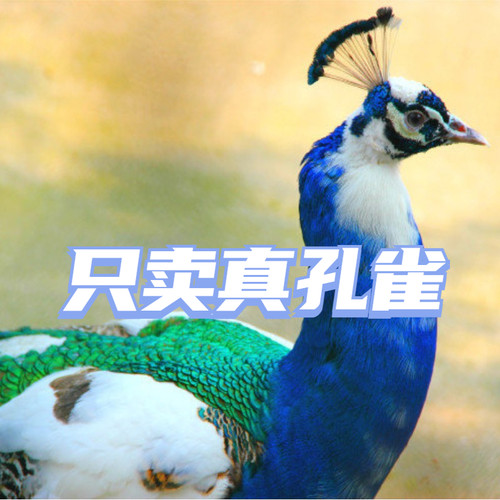 蓝孔雀活苗观赏宠物全国