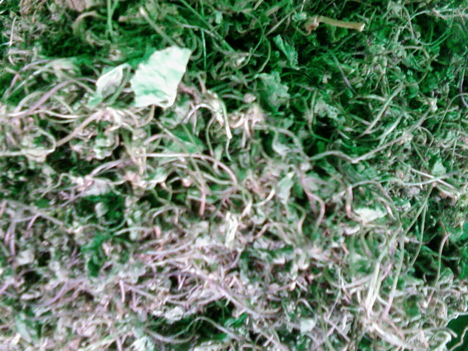 崩大碗雷公碗凉茶中草药500克