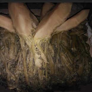 头菜干咸菜下饭菜盐咸香菜客家头菜花菜干英德农家本地大头菜散装