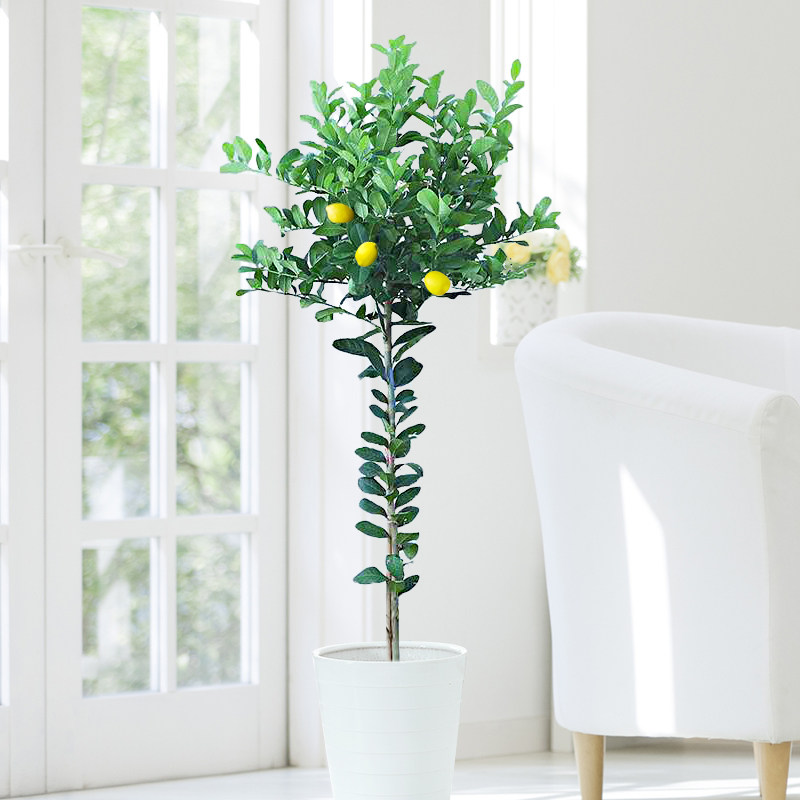 香水柠檬盆栽客厅前台办公室内净化空气带花果北欧风网红大型绿植