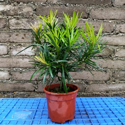 四季常青好养活室内花卉