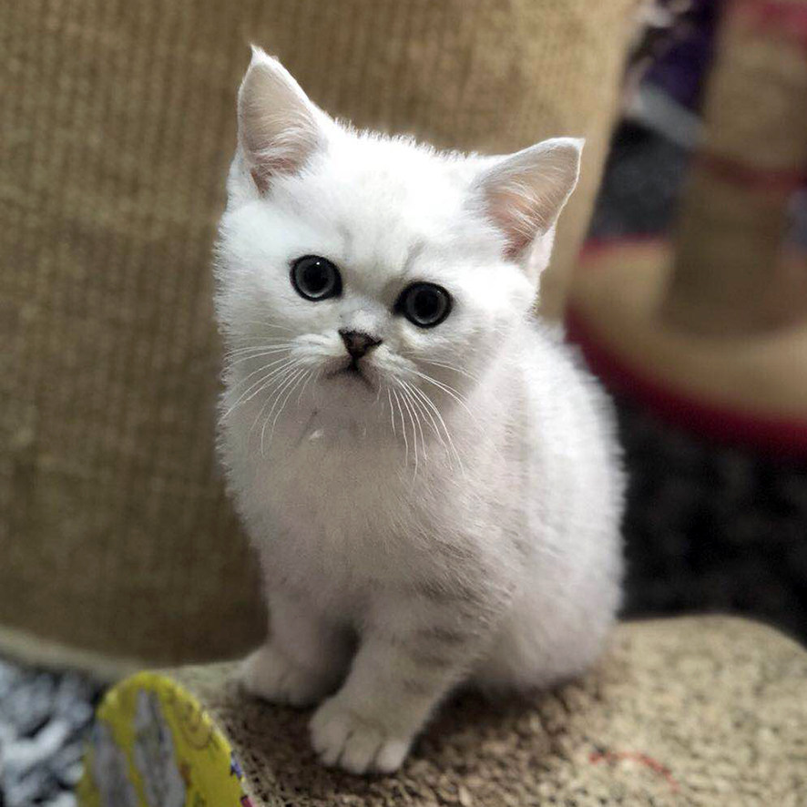 大魏小铺-超级萌猫 英短 银渐层立耳 毛尖色 纯种猫 宠物小猫咪