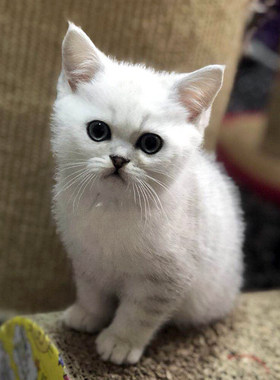 英短银渐层立耳小猫咪