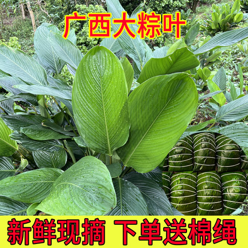 广西大粽叶冬叶包粽子专用粽叶