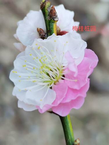 原生复瓣跳枝梅花Ⅰ实物图选桩l一物一拍盆景盆栽造型老桩