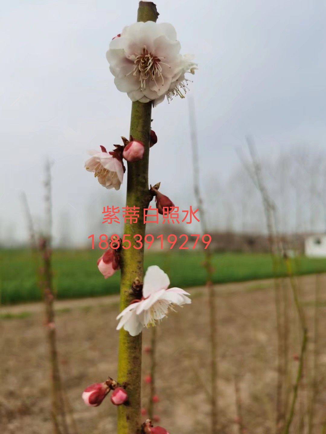 紫蒂白照水,优良品种紫蒂白梅花扦插苗,原生苗