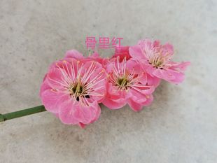 原生骨里红梅花|红梅老桩，阳台庭院绿植盆景盆栽-联系店