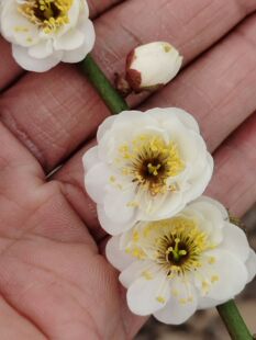 白梅品种原生龙游梅花盆景盆栽矮桩