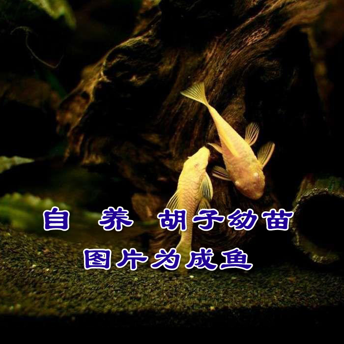 康馨水族自养清道夫蓝眼红眼胡子幼苗24K胡子鱼苗观赏鱼鱼缸清理-封面